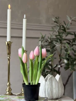 Tulipan i potte - Rosa
