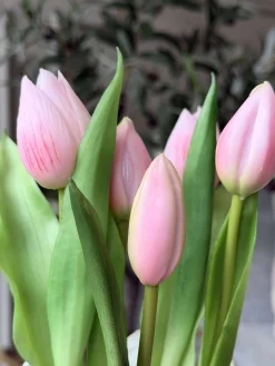 Tulipan i potte - Rosa