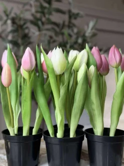 Tulipan i potte - Rosa