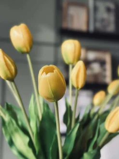 Tulipaner – Flere farver